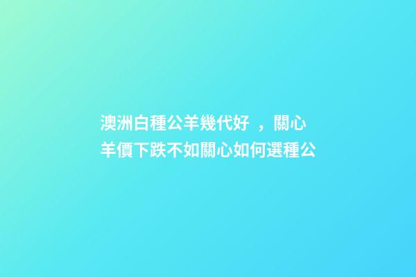 澳洲白種公羊幾代好，關心羊價下跌不如關心如何選種公
